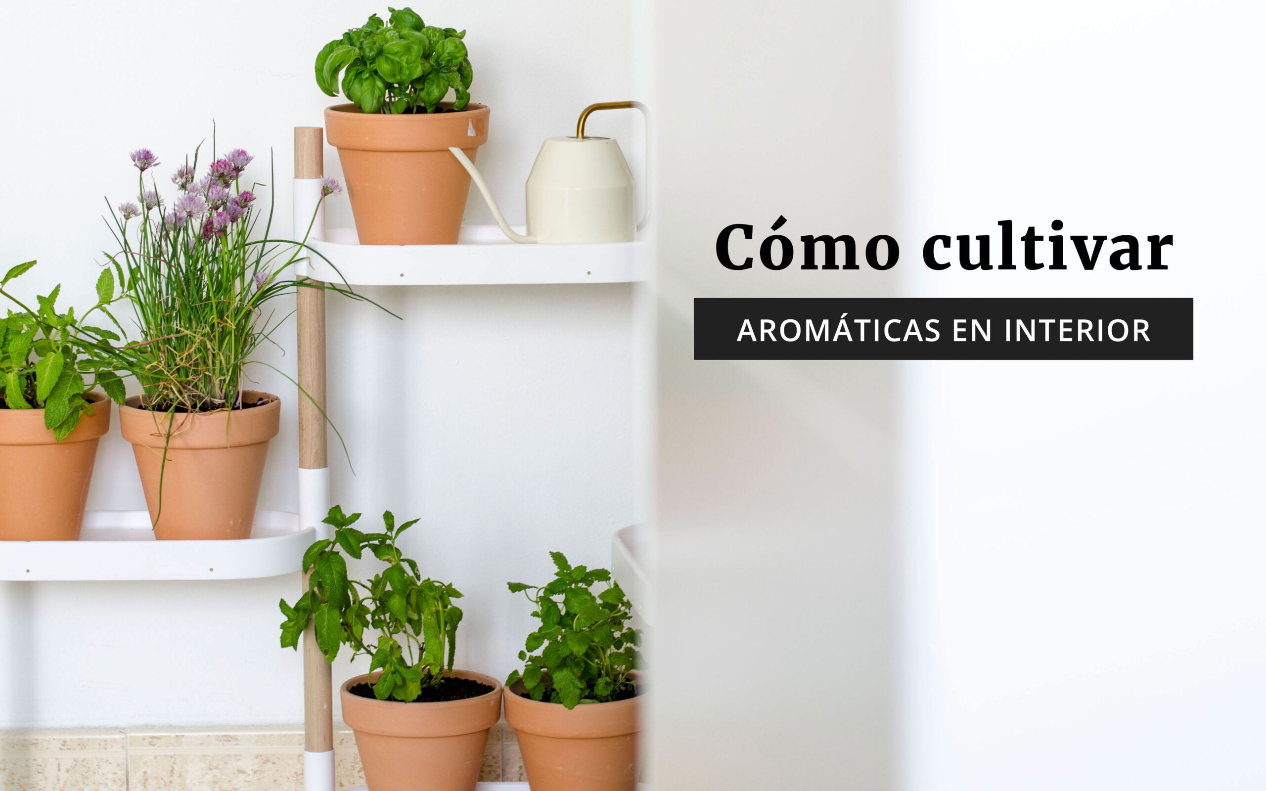 Cómo cultivar plantas aromáticas en interior