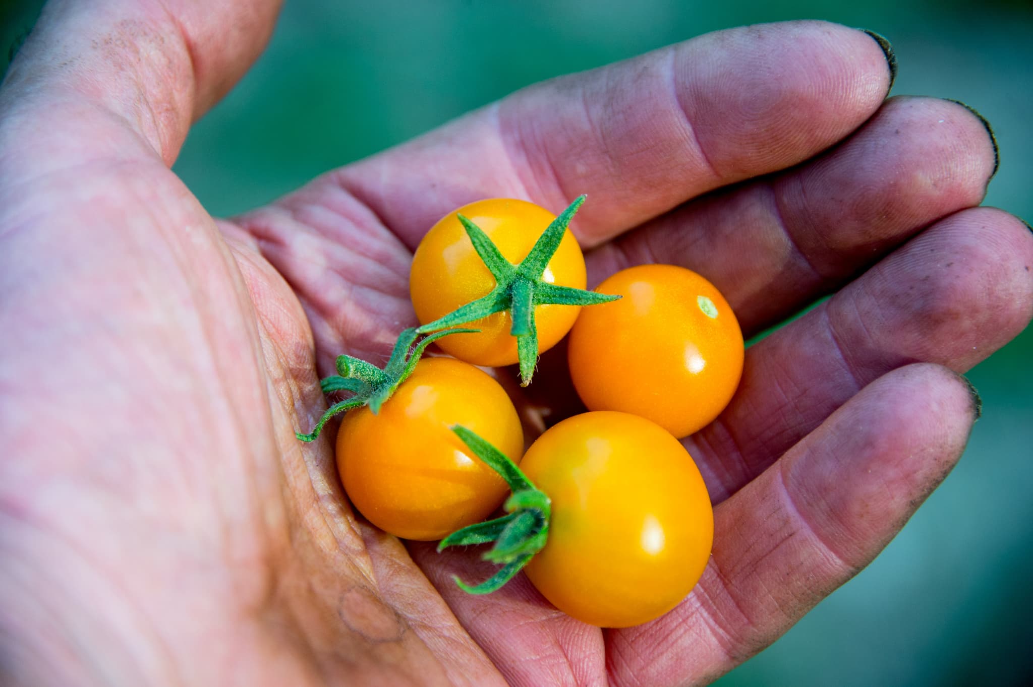 These are tomatoes. Томат Золотая миля f1. Томат Gold Rush Currant. Томат самородок. Томат Sun Gold.