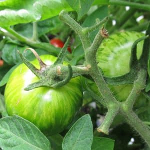 plantar tomates en macetas green zebra