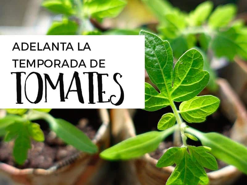 cómo adelantar la siembra de tomates