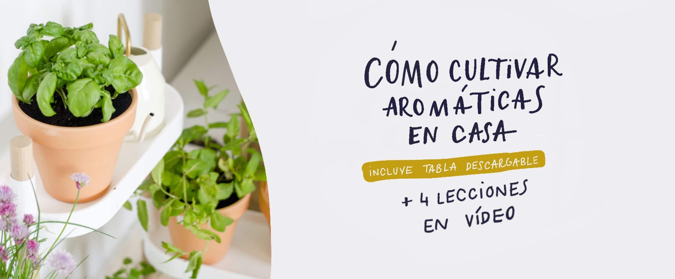 Aromáticas blog