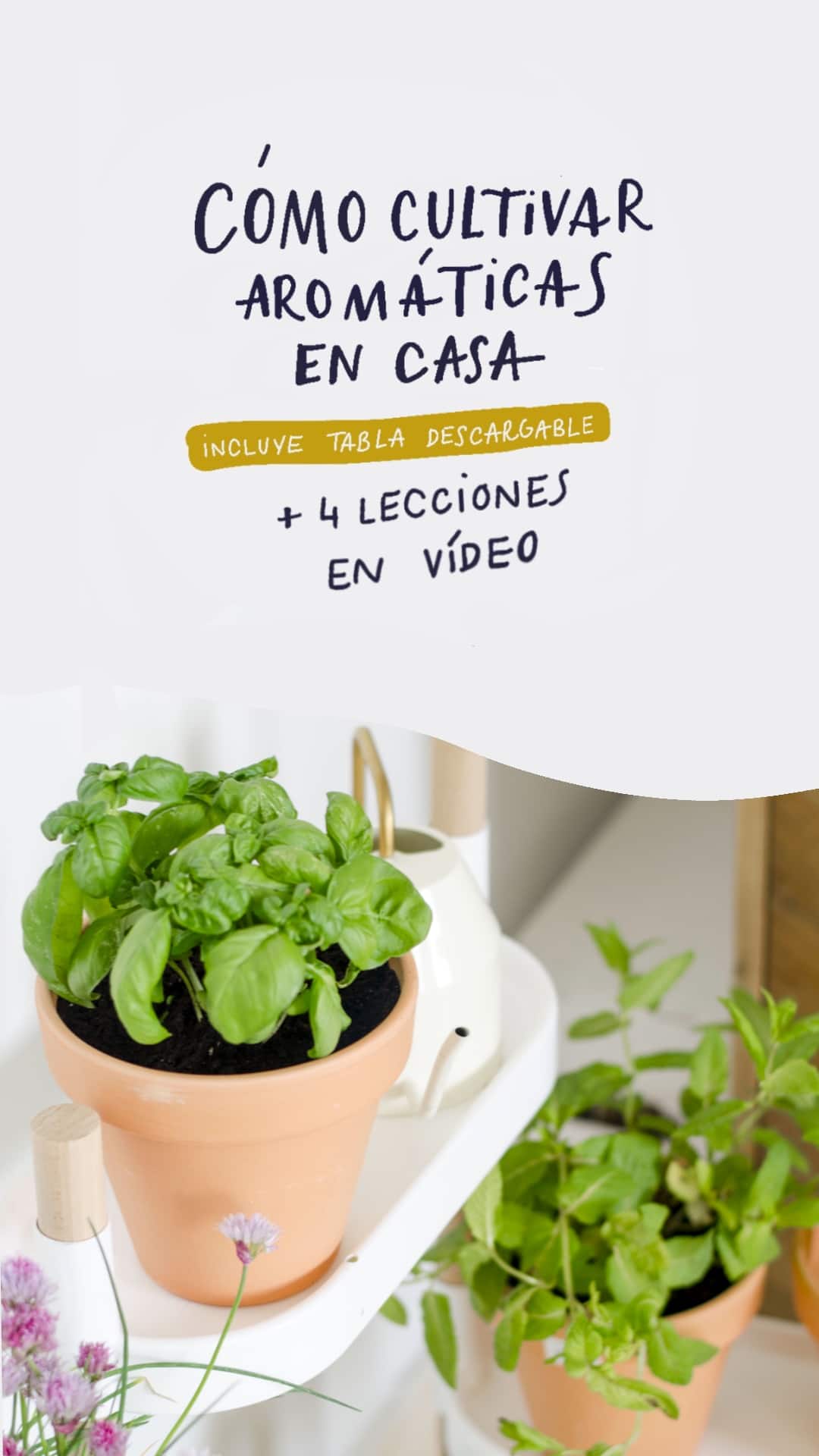 12 plantas fáciles de cultivar en casa: cuidados y trucos.