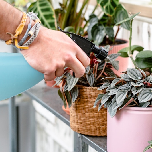 Como abonar tu huerto y tus plantas con abonos ecológicos