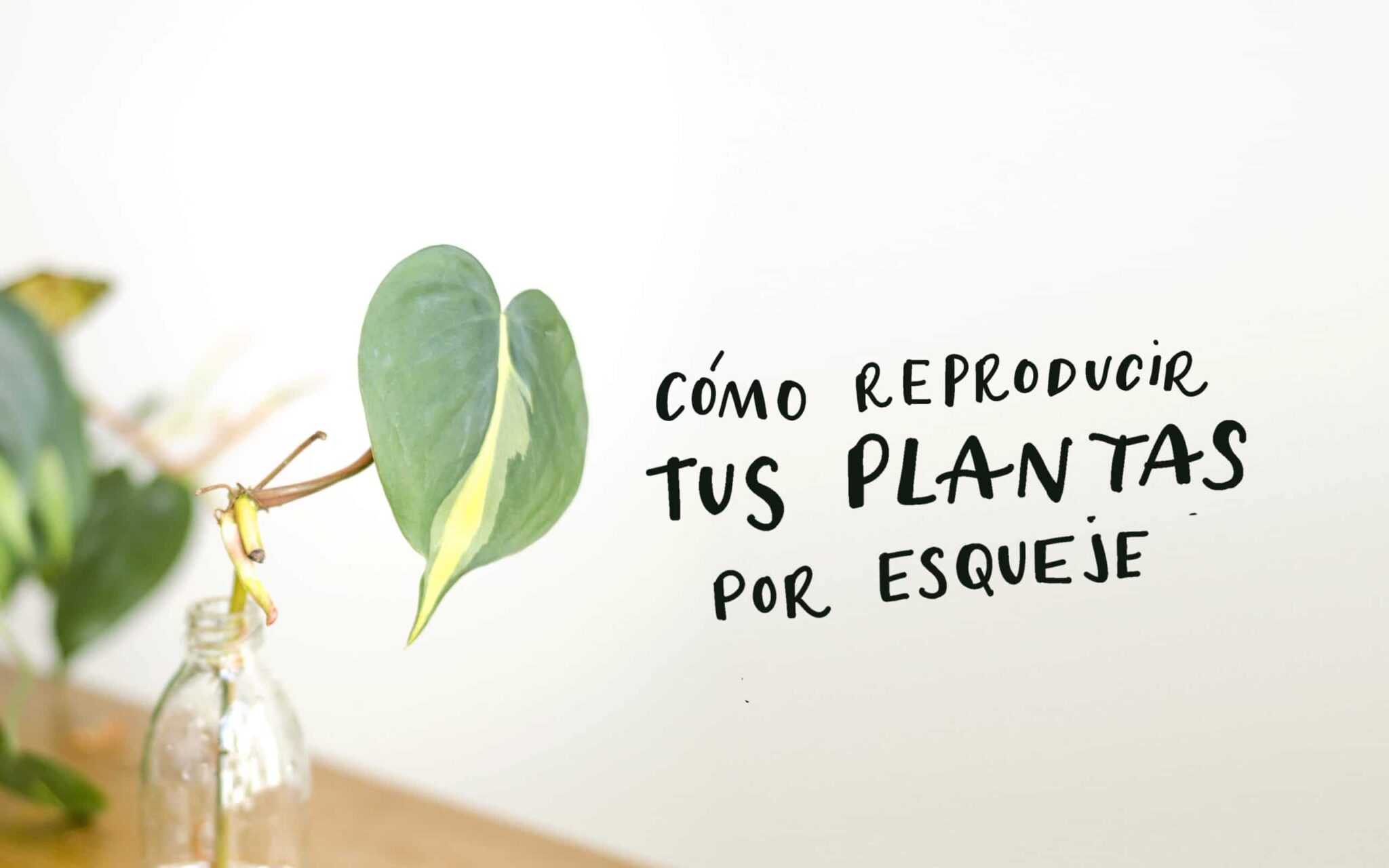 Cómo hacer esquejes en tierra y en agua paso a paso
