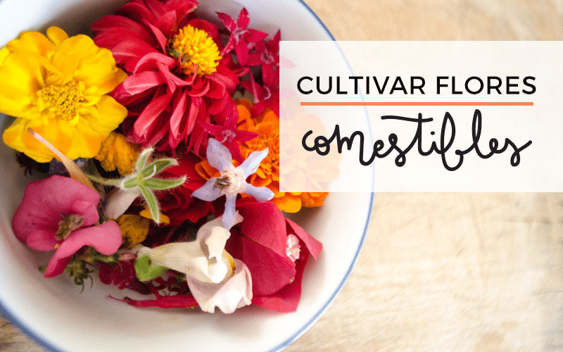 Cultivar flores comestibles