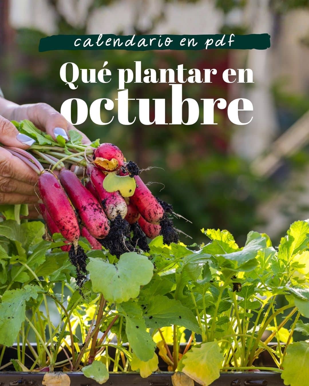 Huerto urbano con lechugas, acelgas, rábanos y guisantes creciendo en otoño, cultivos ideales para sembrar en octubre