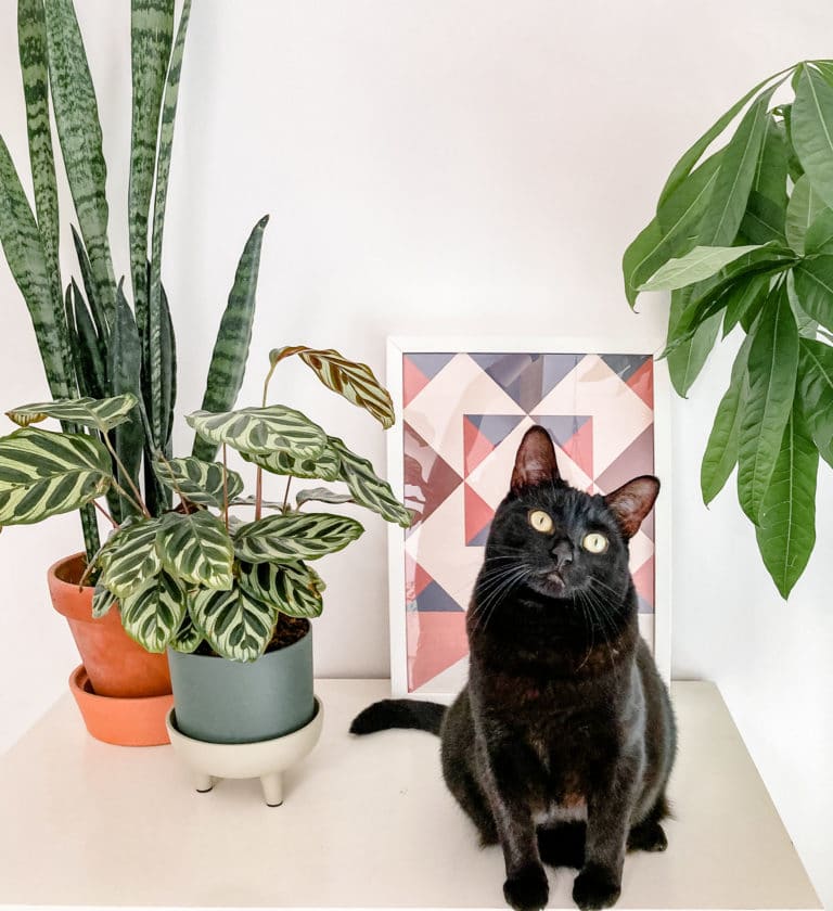 Gatos y plantas