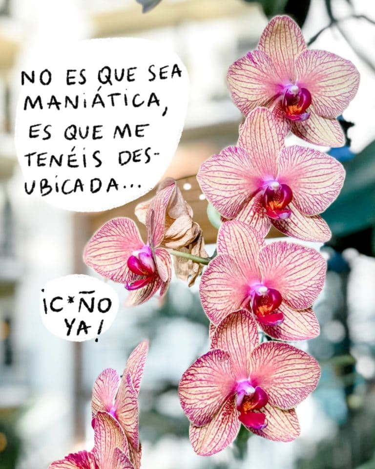 como cuidar la orquidea