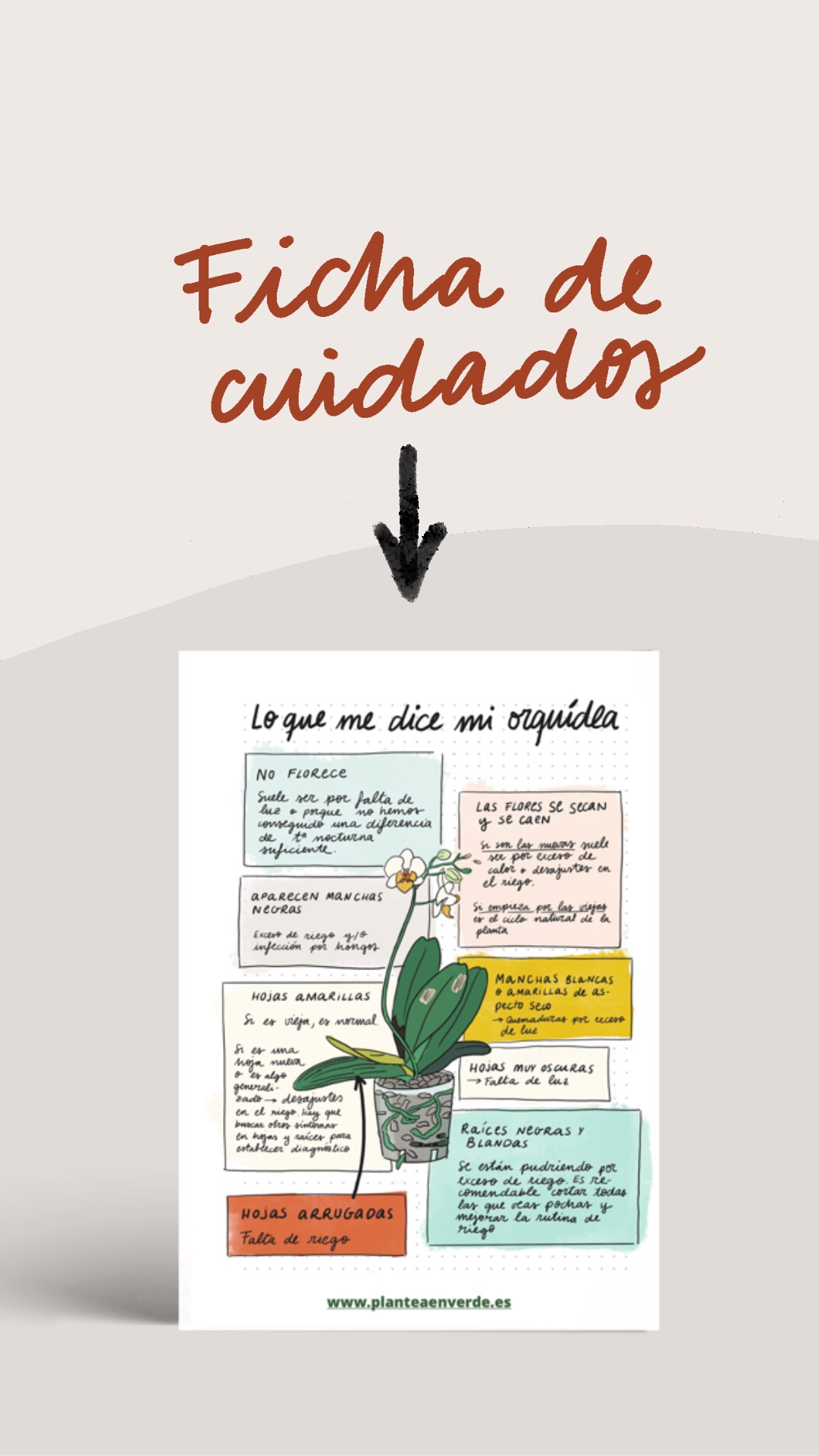 Cómo cuidar una orquídea – Haz que tu orquídea vuelva a florecer