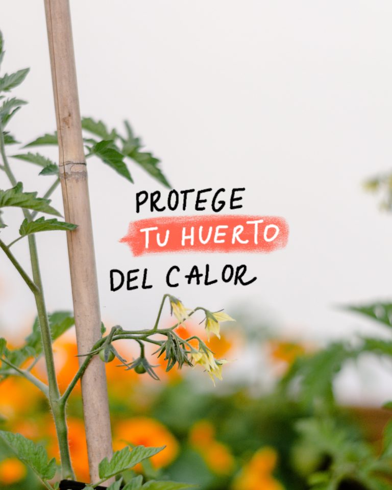 Cómo proteger el huerto y las plantas del calor