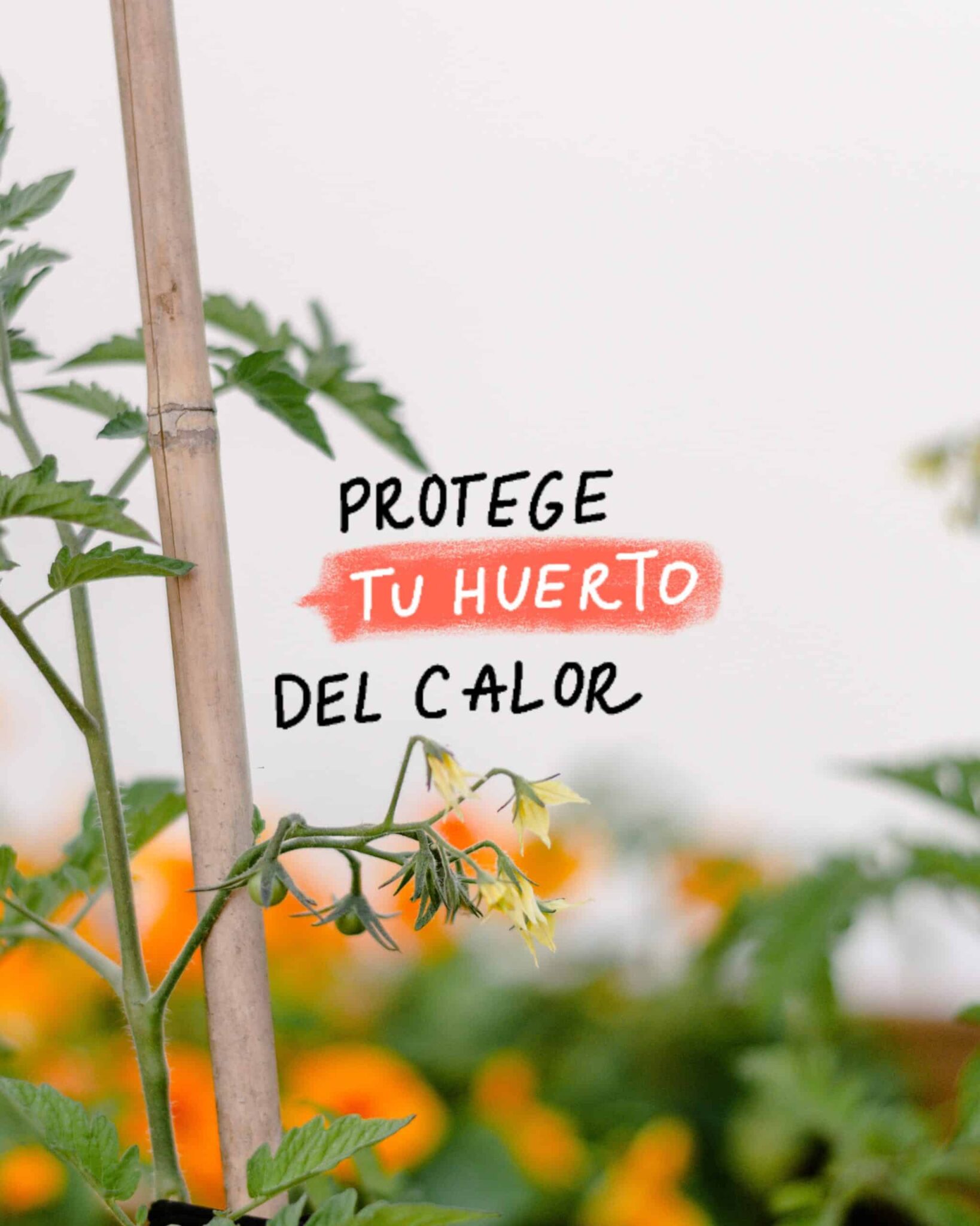 Cómo proteger el huerto y las plantas del calor