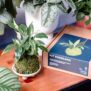 Kit kokedama DIY 2
