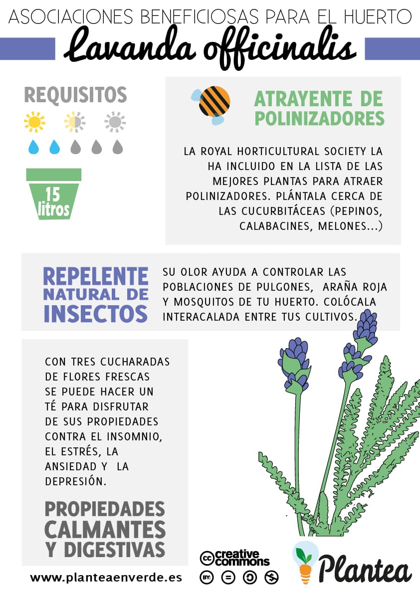 Asociaciones beneficiosas para el huerto: Lavanda officinalis