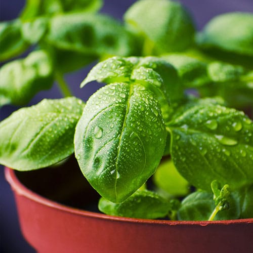 albahaca