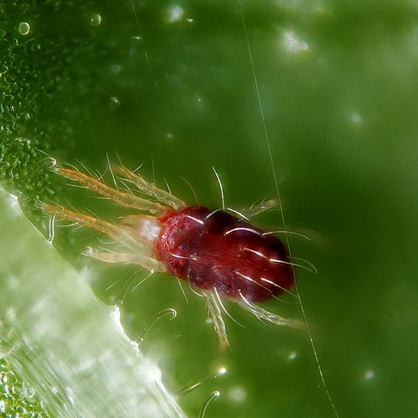 araña-roja