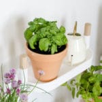 Taller online Macetohuerto de aromáticas