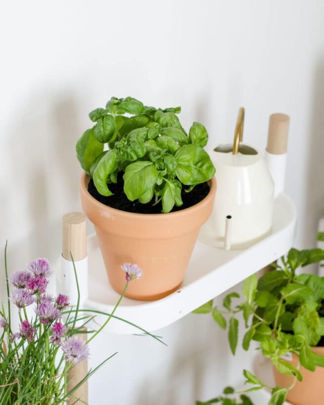 aromaticas-albahaca