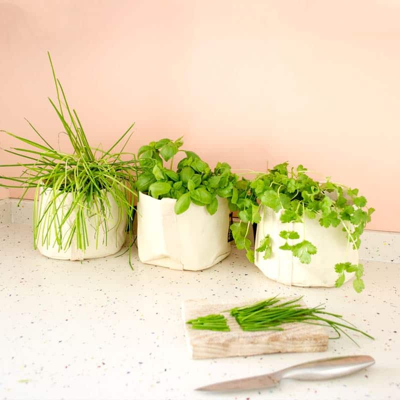 aromaticas