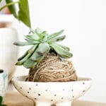 Kit Kokedama DIY