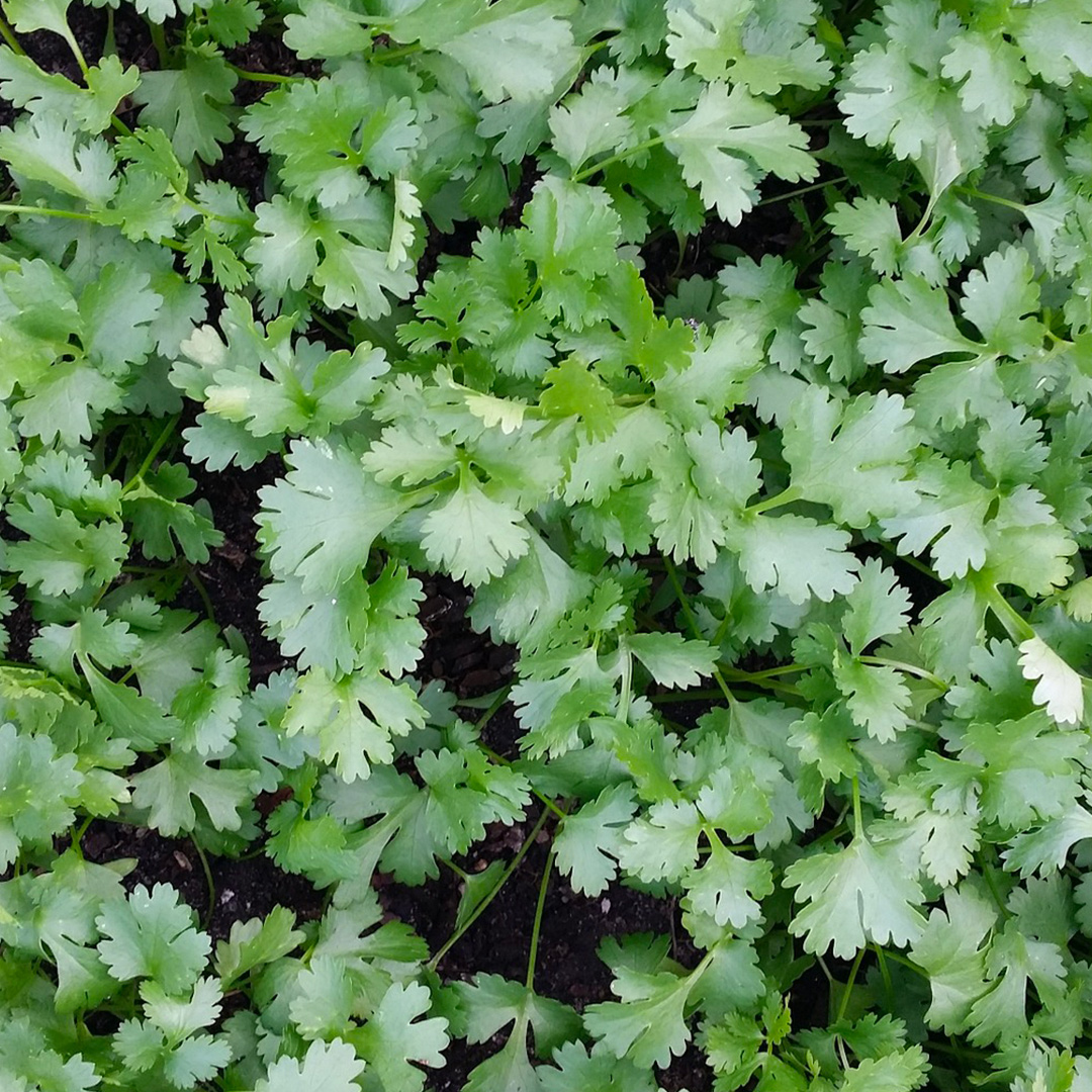 brotes-de-cilantro