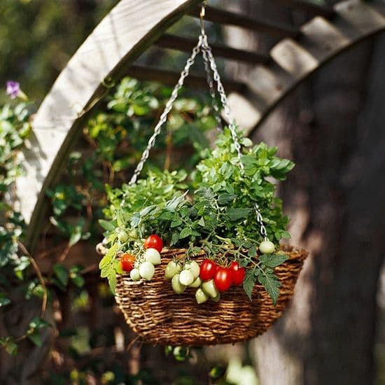 Como abonar tu huerto y tus plantas con abonos ecológicos