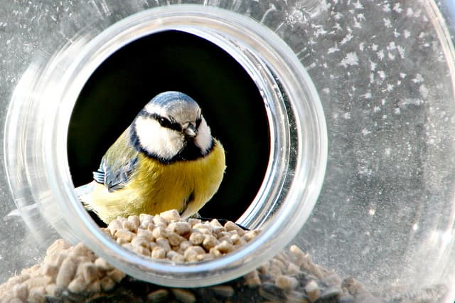 comedero de pájaros