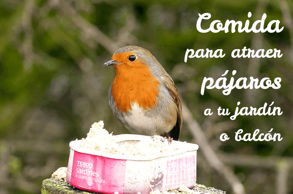 Palmadita aeropuerto Importancia Comida para atraer pájaros al jardín o balcón