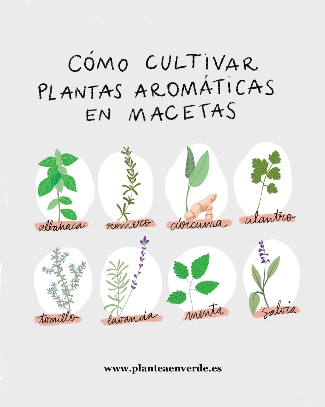 4 plantas aromáticas que puedes cultivar en tu jardín