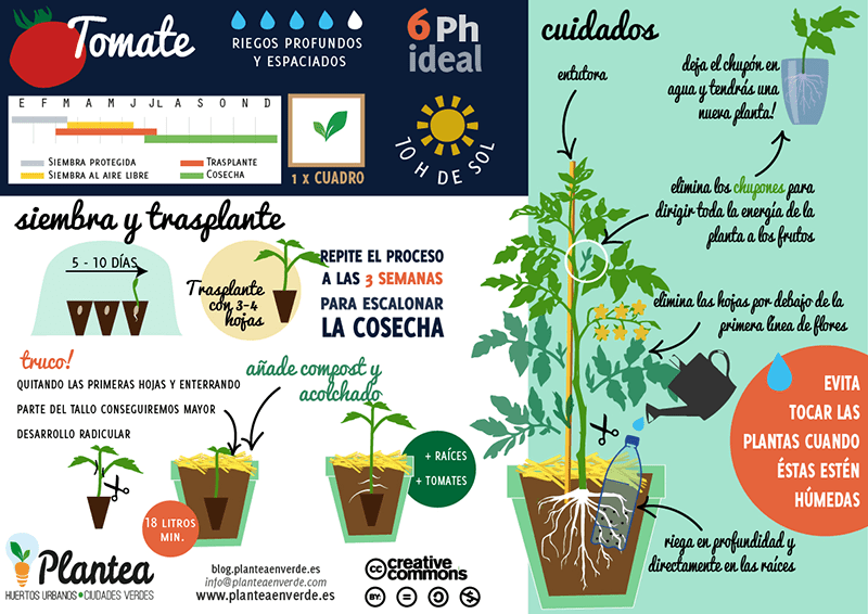 Cuota de admisión solamente tragedia 10 consejos prácticos para el cultivo del tomate