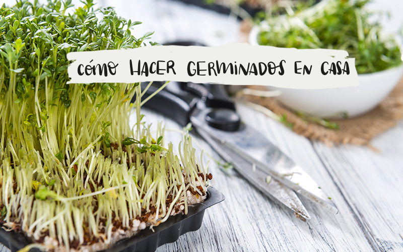 como hacer germinados en casa