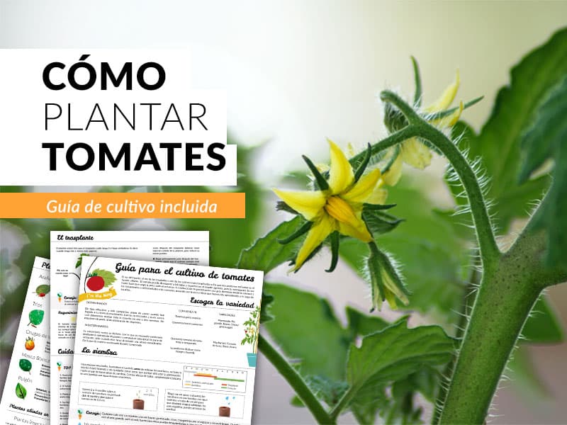 Cuándo sembrar tomates en semillero