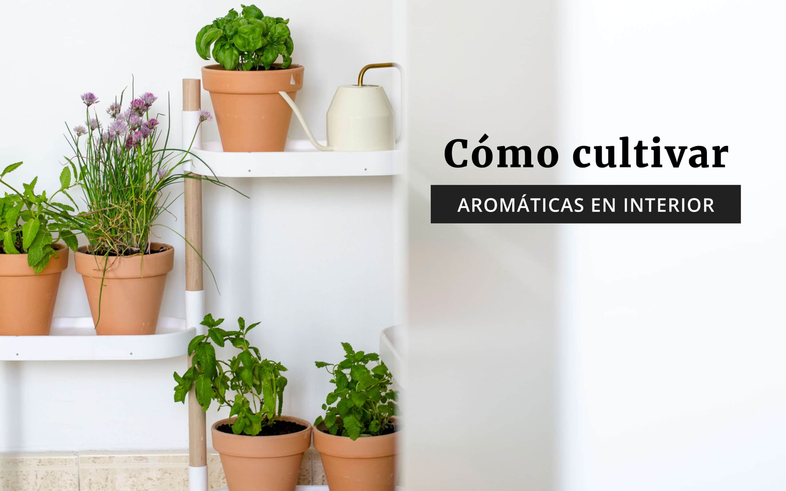 Como Cultivar Plantas Aromaticas En Interior