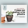 guía para cuidar plantas de interior