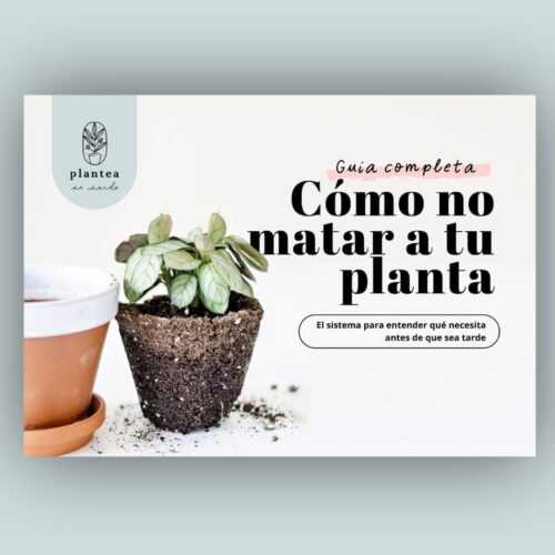 guía para cuidar plantas de interior
