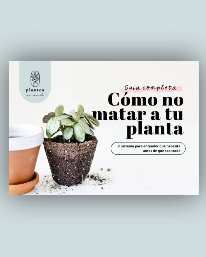 guía para cuidar plantas de interior