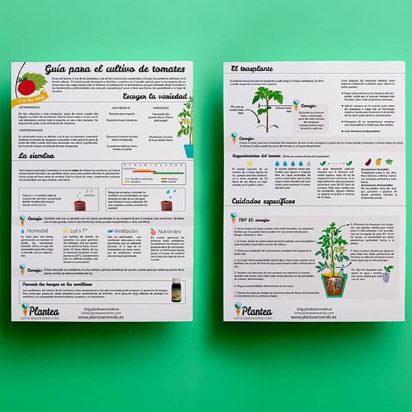 Guía de cultivo de tomates