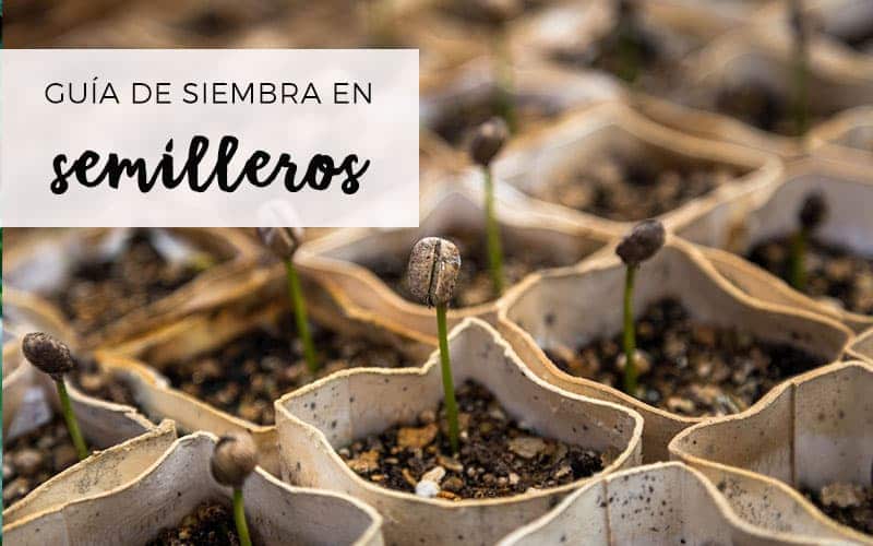 Cuándo sembrar tomates en semillero