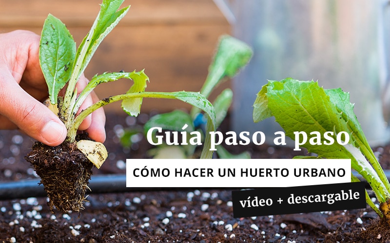 Cómo hacer un huerto urbano