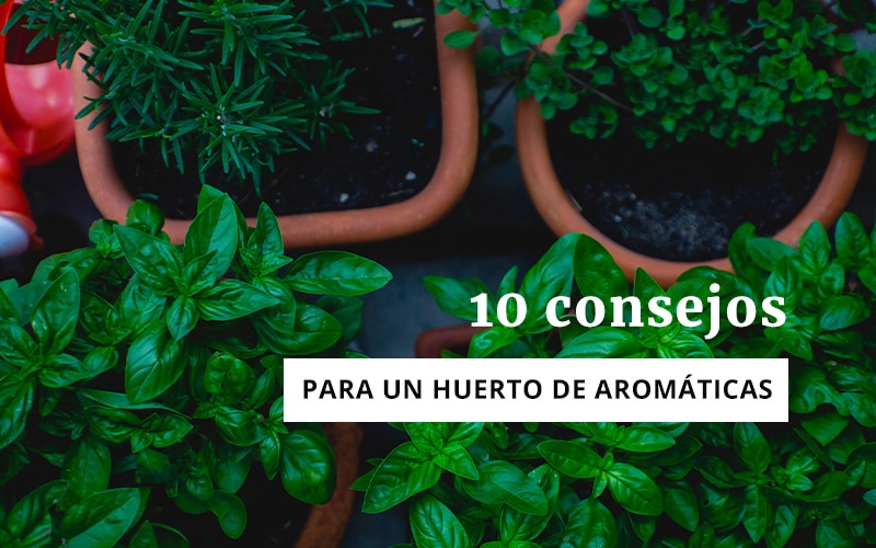 10 consejos para un huerto de aromáticas