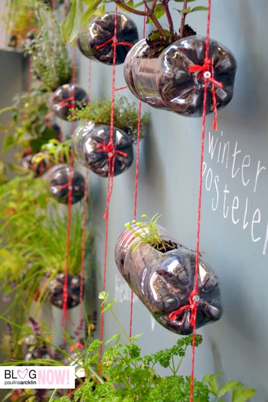 Reciclaje de botellas en el huerto