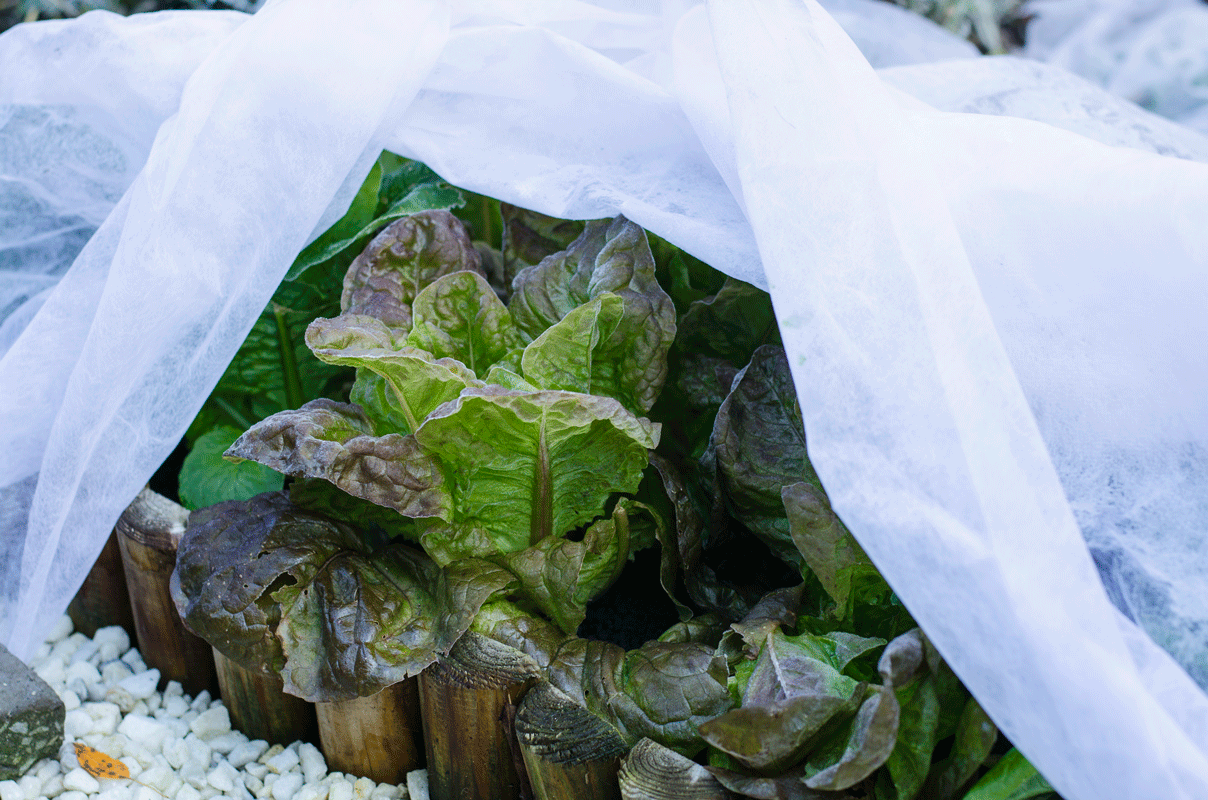 TagTeam :: Cómo proteger tus plantas y tu huerto del frío - Plantea En  Verde - Agricultura Urbana