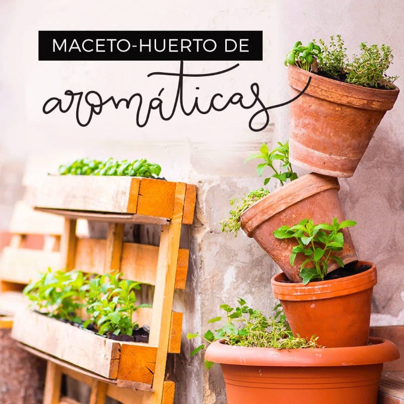 Macetohuerto de aromáticas