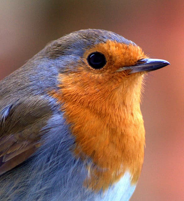 como atraer biodiversidad al huerto o jardin