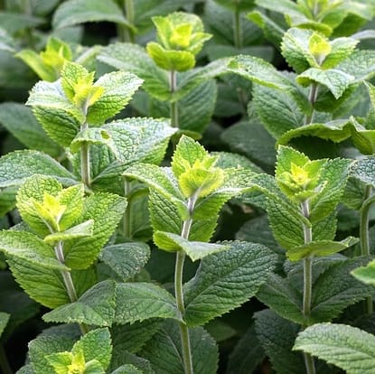 menta Menta