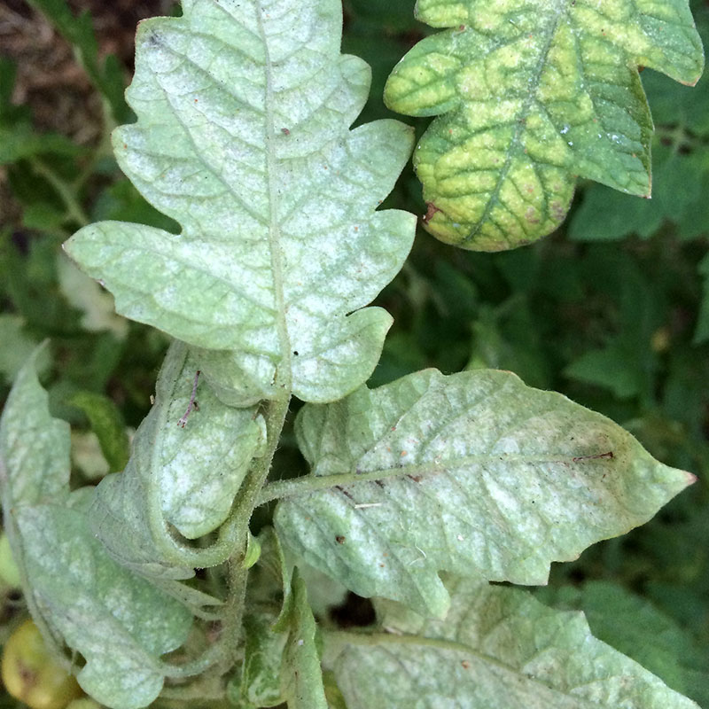 moteado-blanco Telarañas creadas por araña roja + araña roja