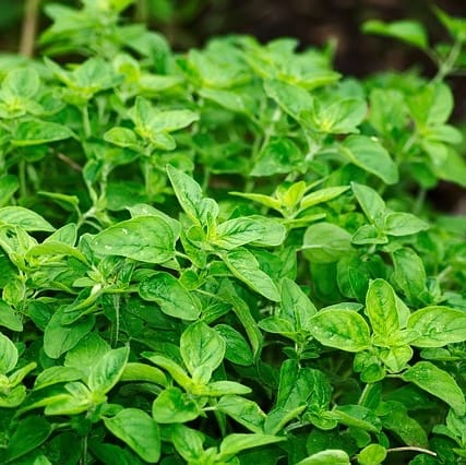 oregano orégano