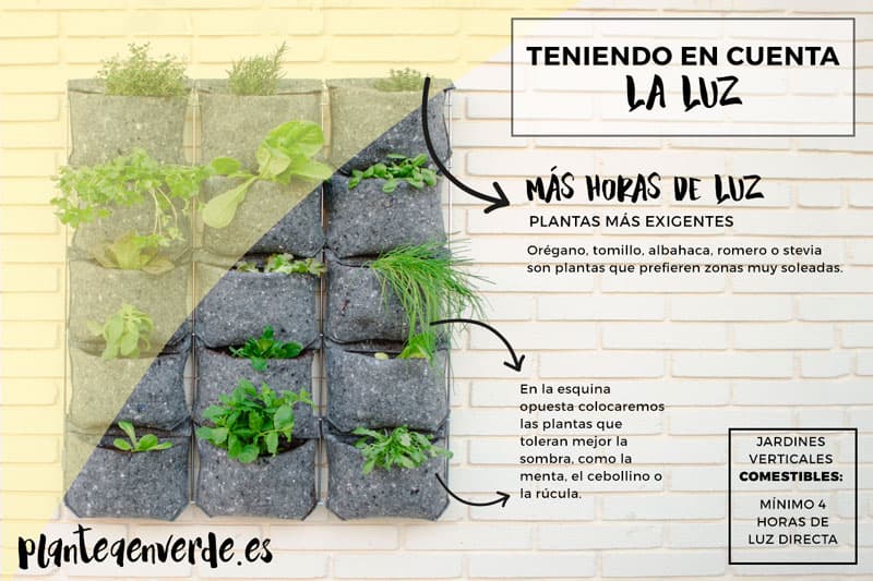 organización de las plantas jardín vertical y horas de luz