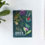 phalaenopsis-10