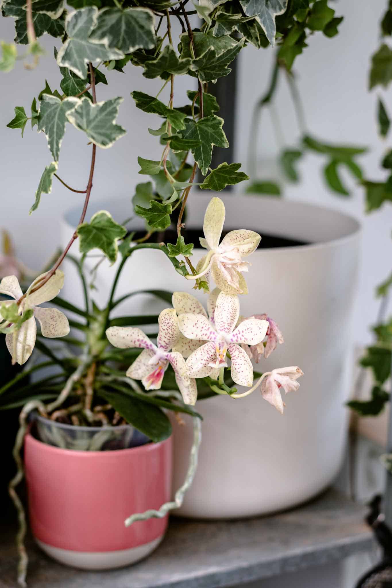 Remedios caseros para abonar orquídeas de manera natural