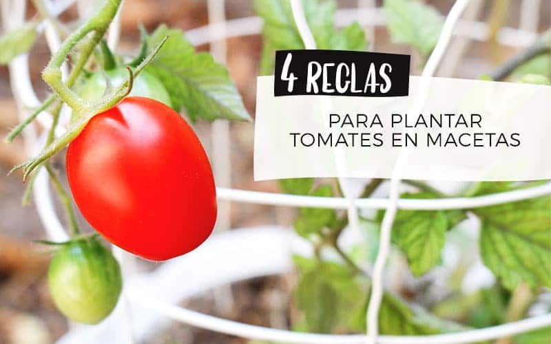 4 plantar tomates en Macetas